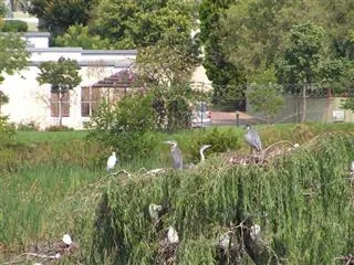 All The Presidents Birds