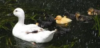 Fuzzy Duck
