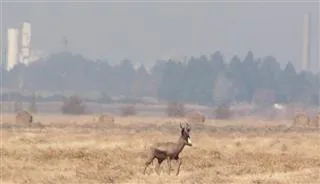 The Hide That Hides The Hide