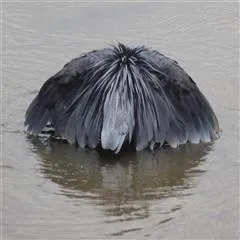 AUSTIN ROBERTS BIRD SANCTUARY