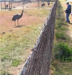 MF2010 Emu