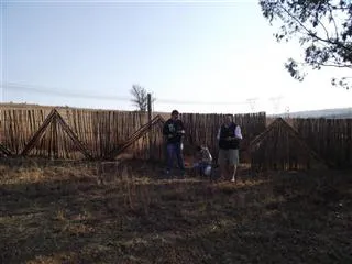 Can't See the Wood for the Trees
