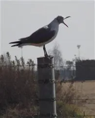 FAJS/JNB 4 - Gull Corner