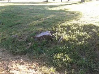 Leaping Wolf