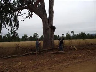 Wonderful tree with a view