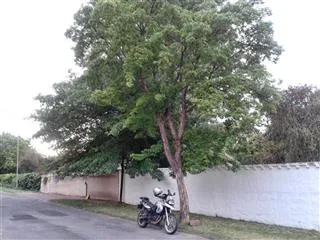 Trident Maple