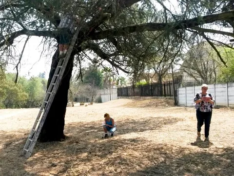 The Tree Rat