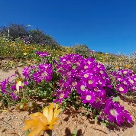 Anton & Trish - Namaqualand